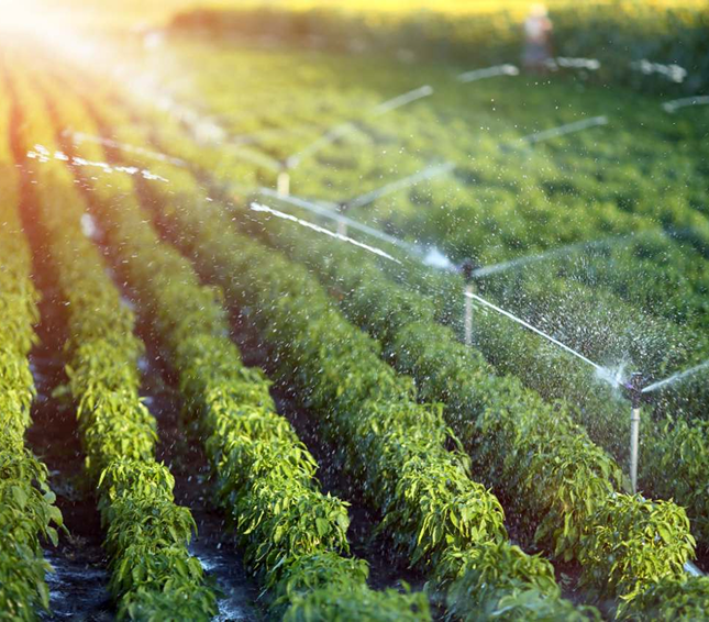 Irrigation sprinklers watering rows of crops at sunrise